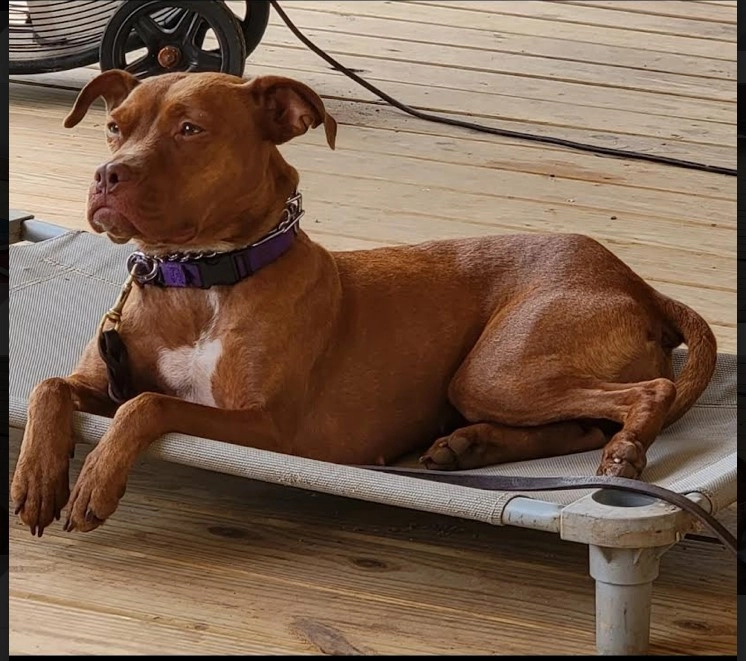 Ataque de perro